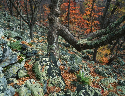 Oaks, Delaware Water Gap National Recreation Area, Warren County, NJ (MF).jpg